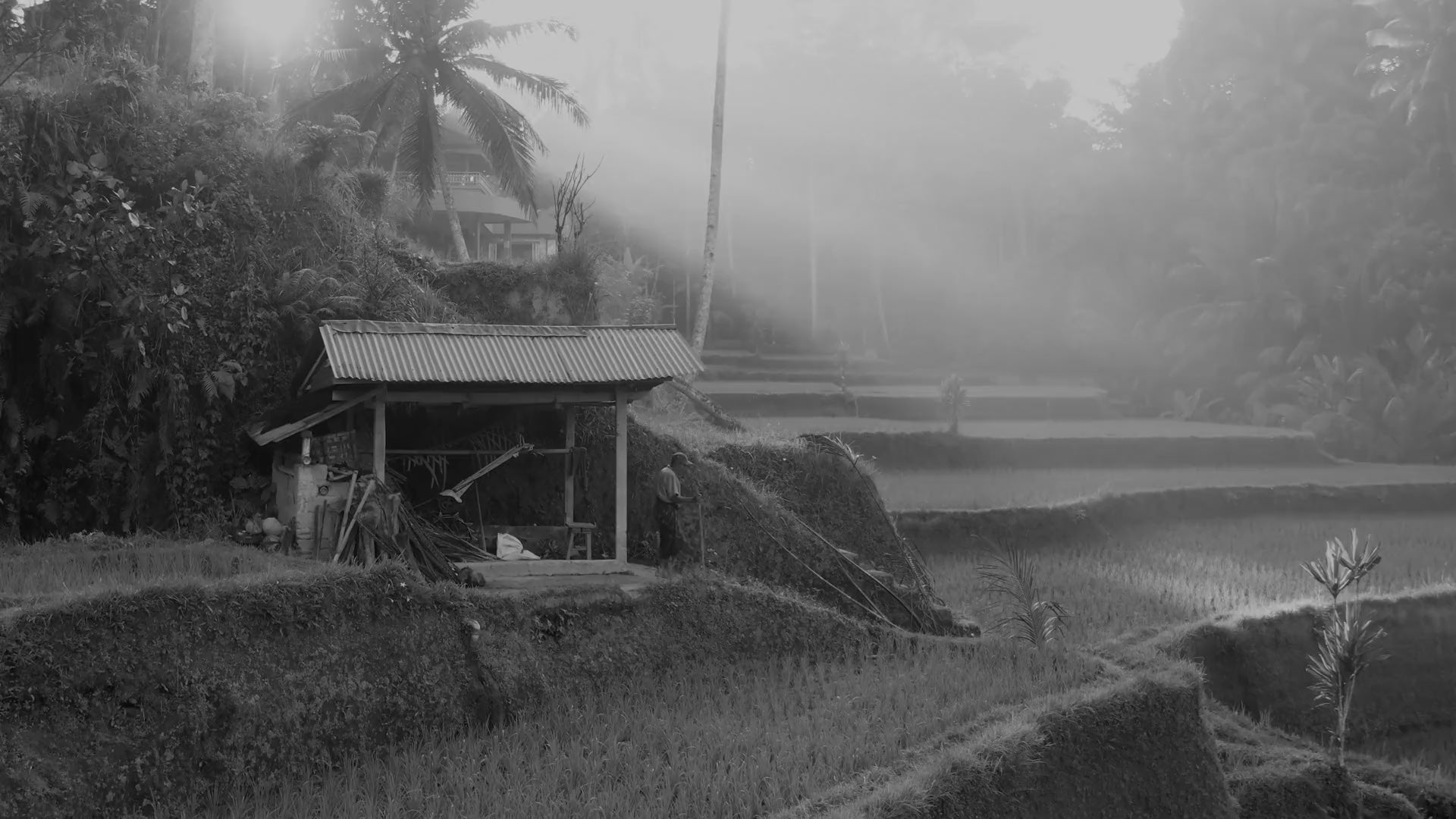 FarmNutroz hero background video, black and white